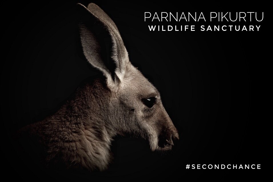 Parnana Pikuchu Wildlife Sanctuary Kangaroo Skyworks WA