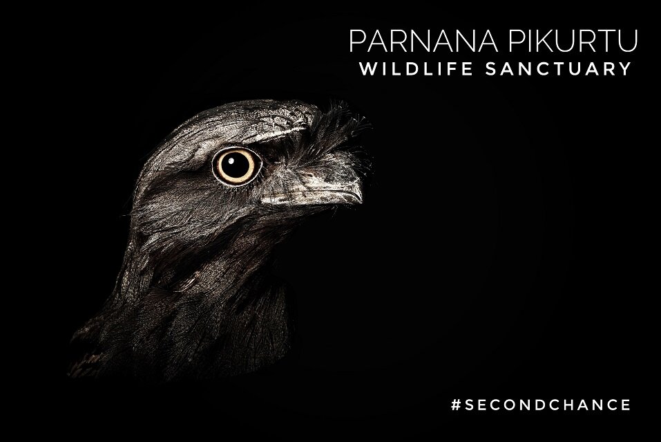Parnana Pikuchu Wildlife Sanctuary Tawny Frogmouth Skyworks WA