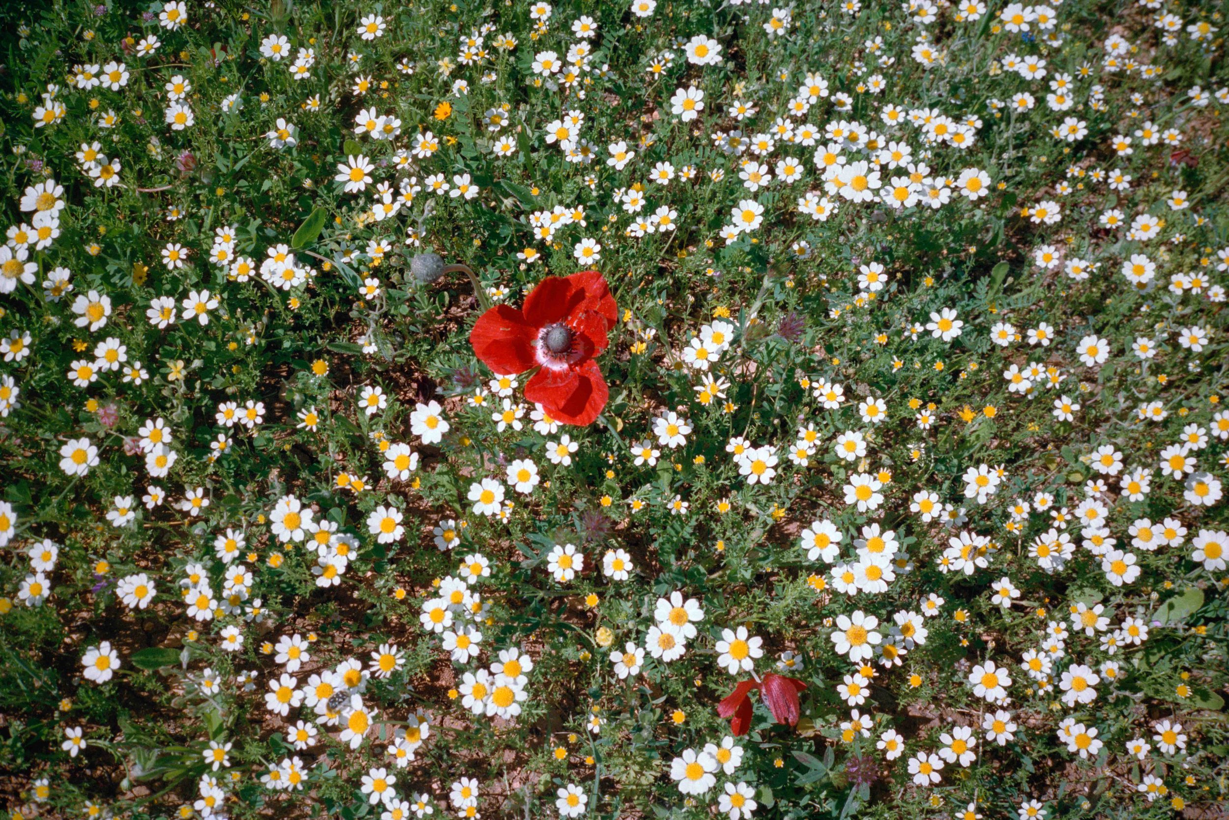 Rouhana-palfest-7.jpg