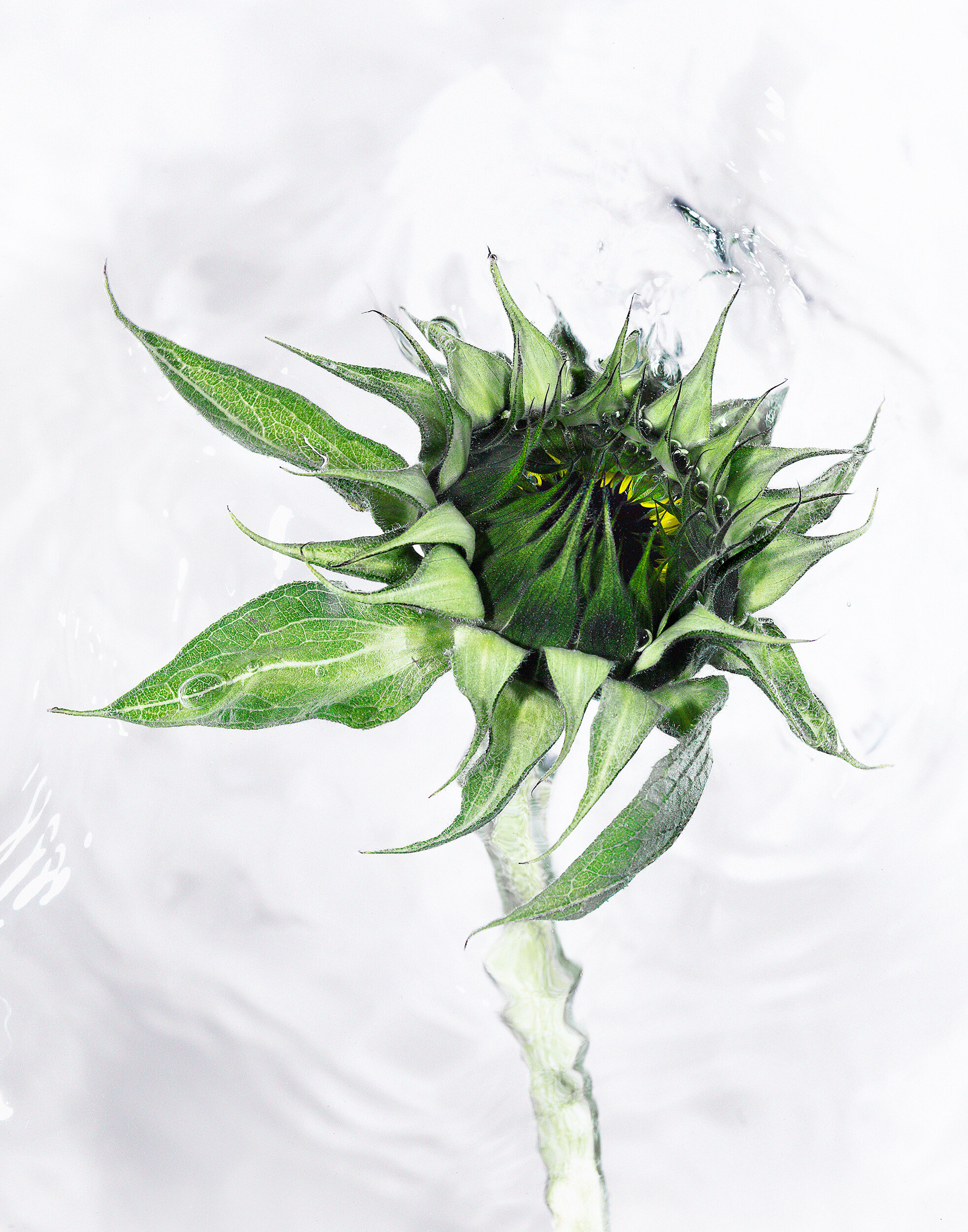  Sunflower in water 