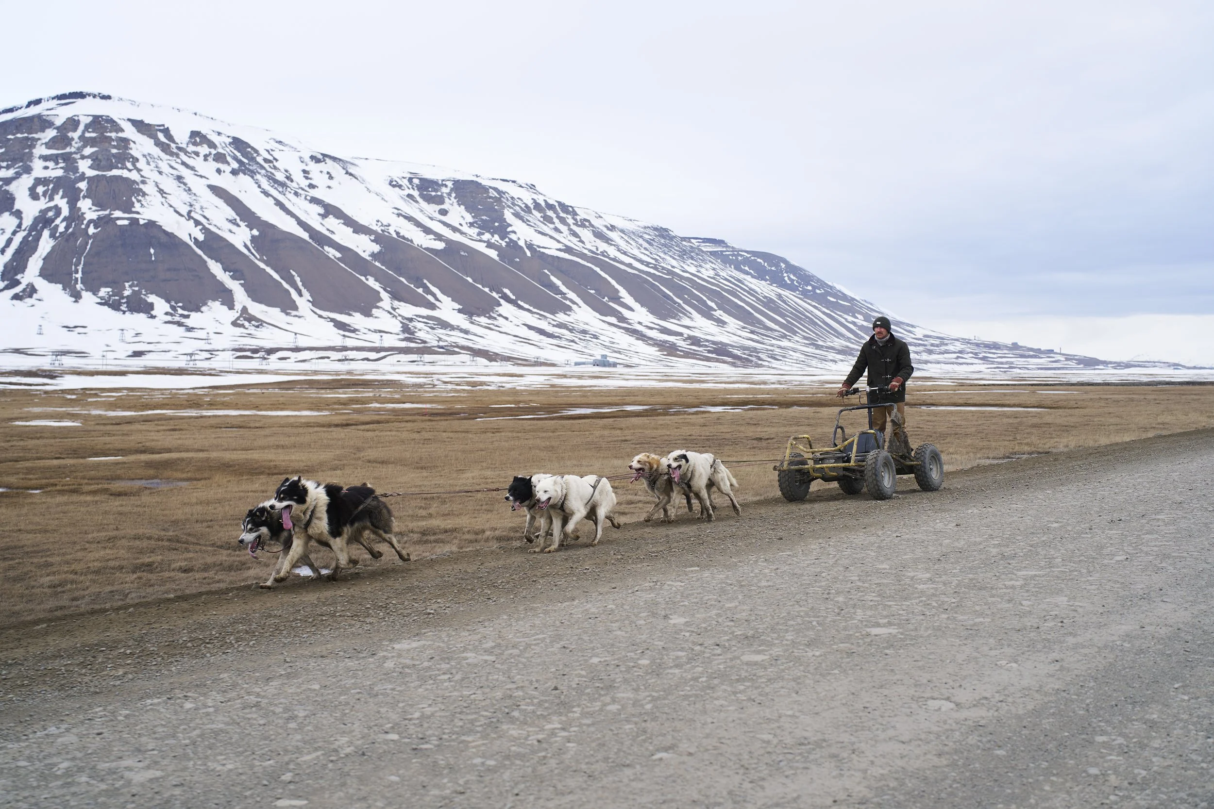 Arran | Dog Musher | Svalbard, Norway