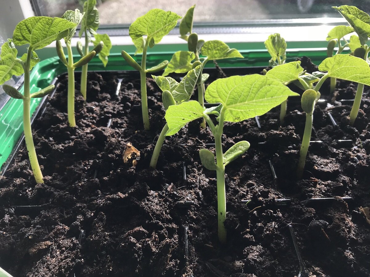 Bean seedlings