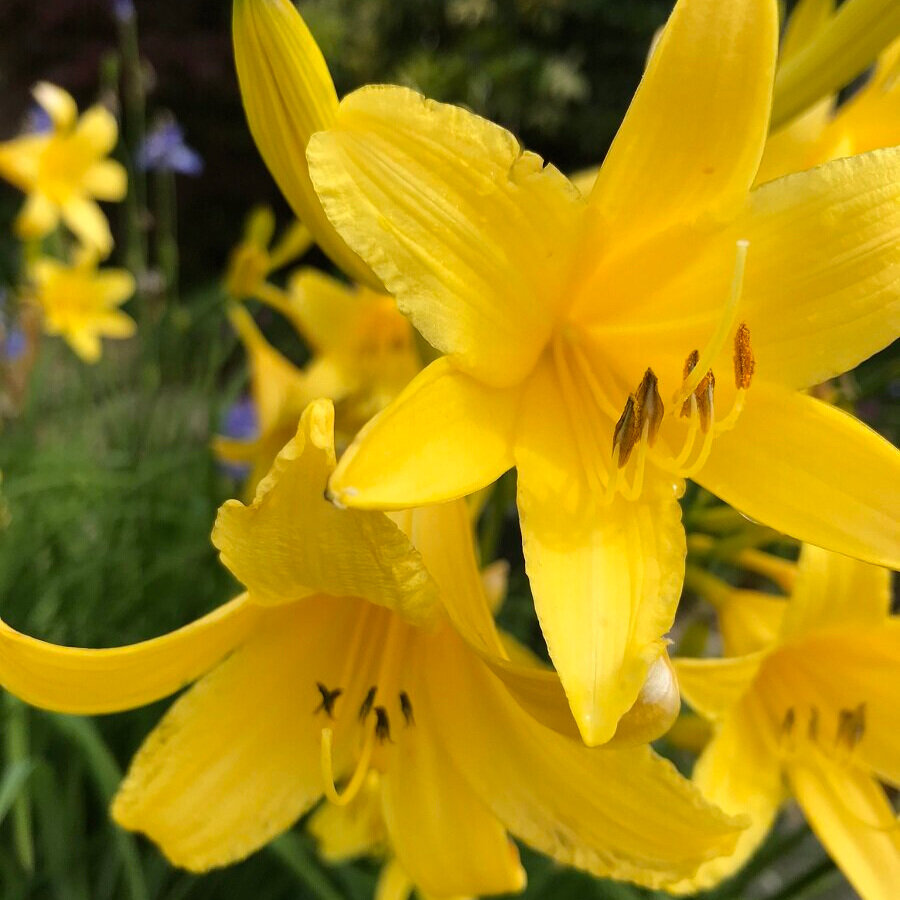 Hemerocallis