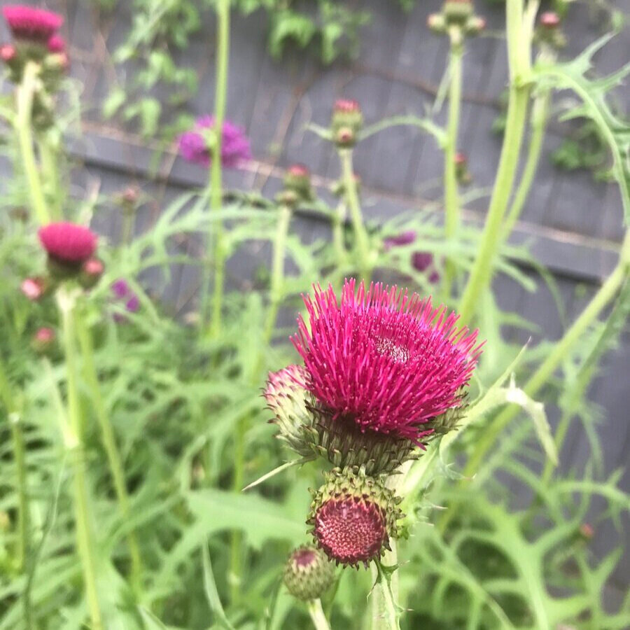 Cirsium