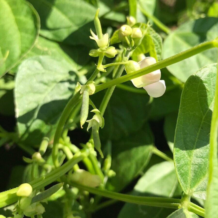 French Beans