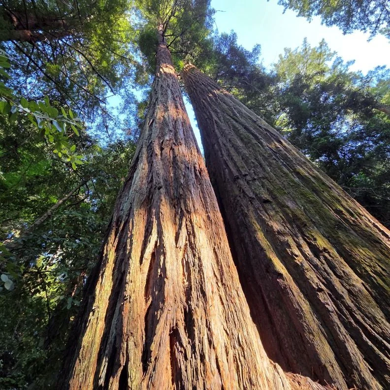 1440 redwood.jpg
