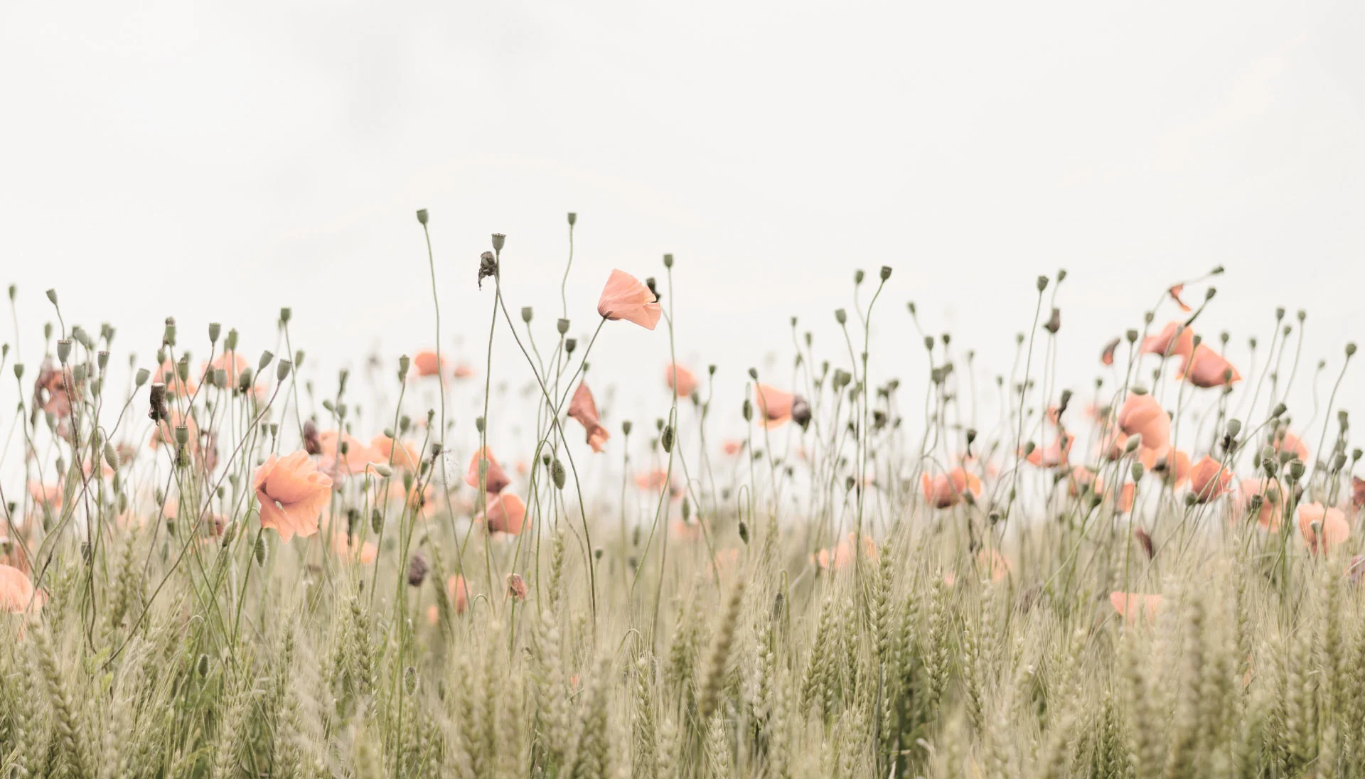 The Fields of Flowers