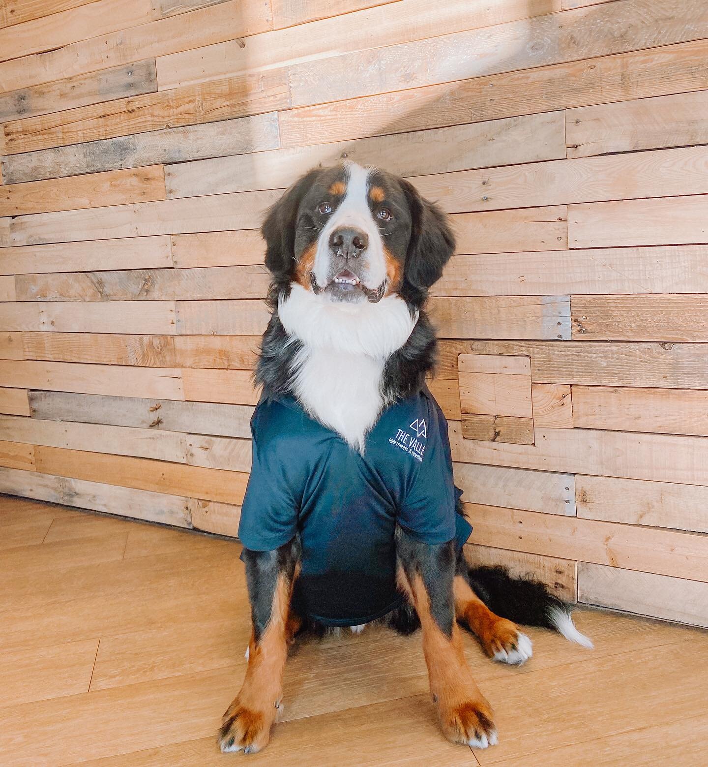 Did you know we&rsquo;re hiring?! 🤩
Otis says &ldquo;come work at the Valley, come work with ME!&rdquo; 🐾 
DM us to see how to apply and be co workers with Otis! 🙌🏻