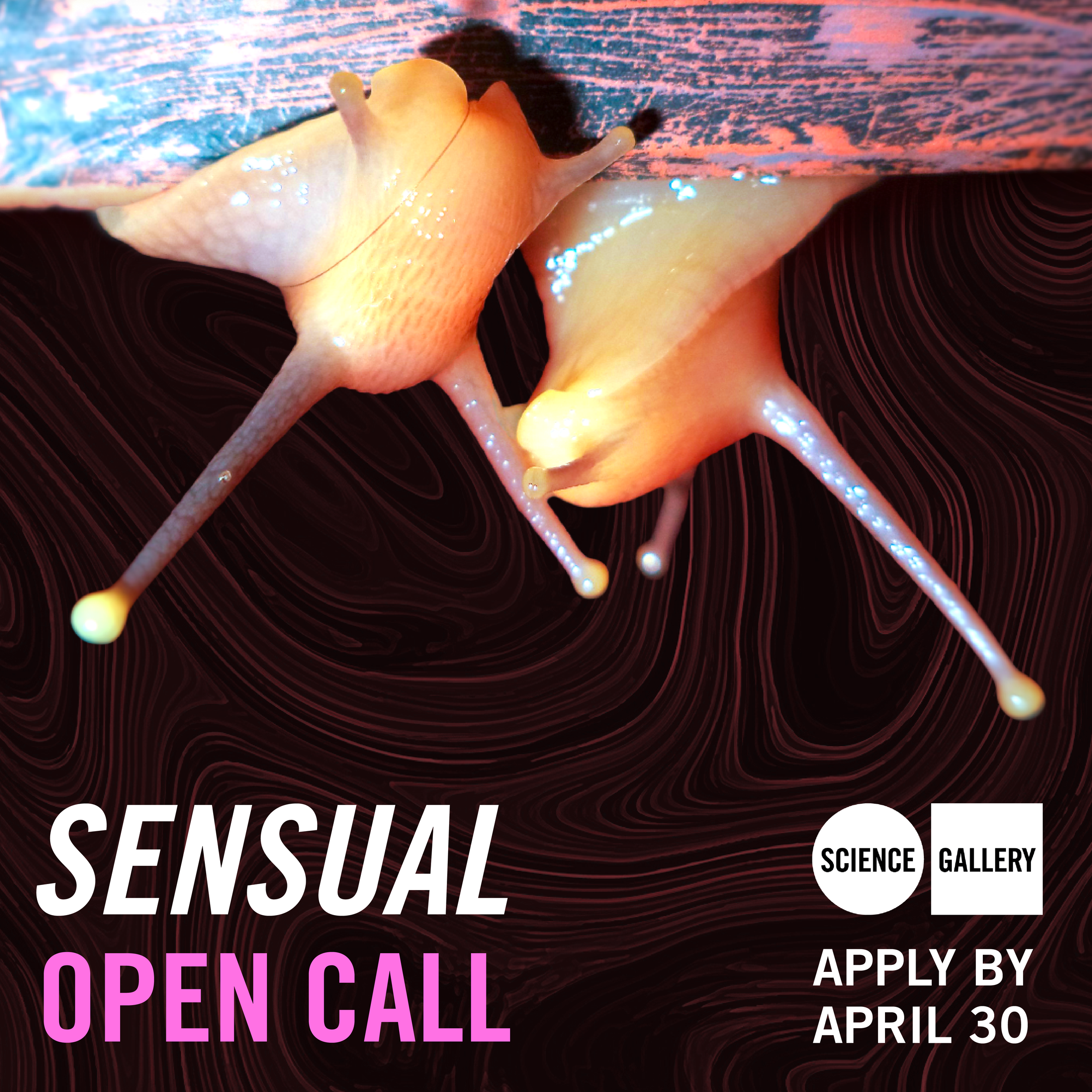 Open call: SENSUAL