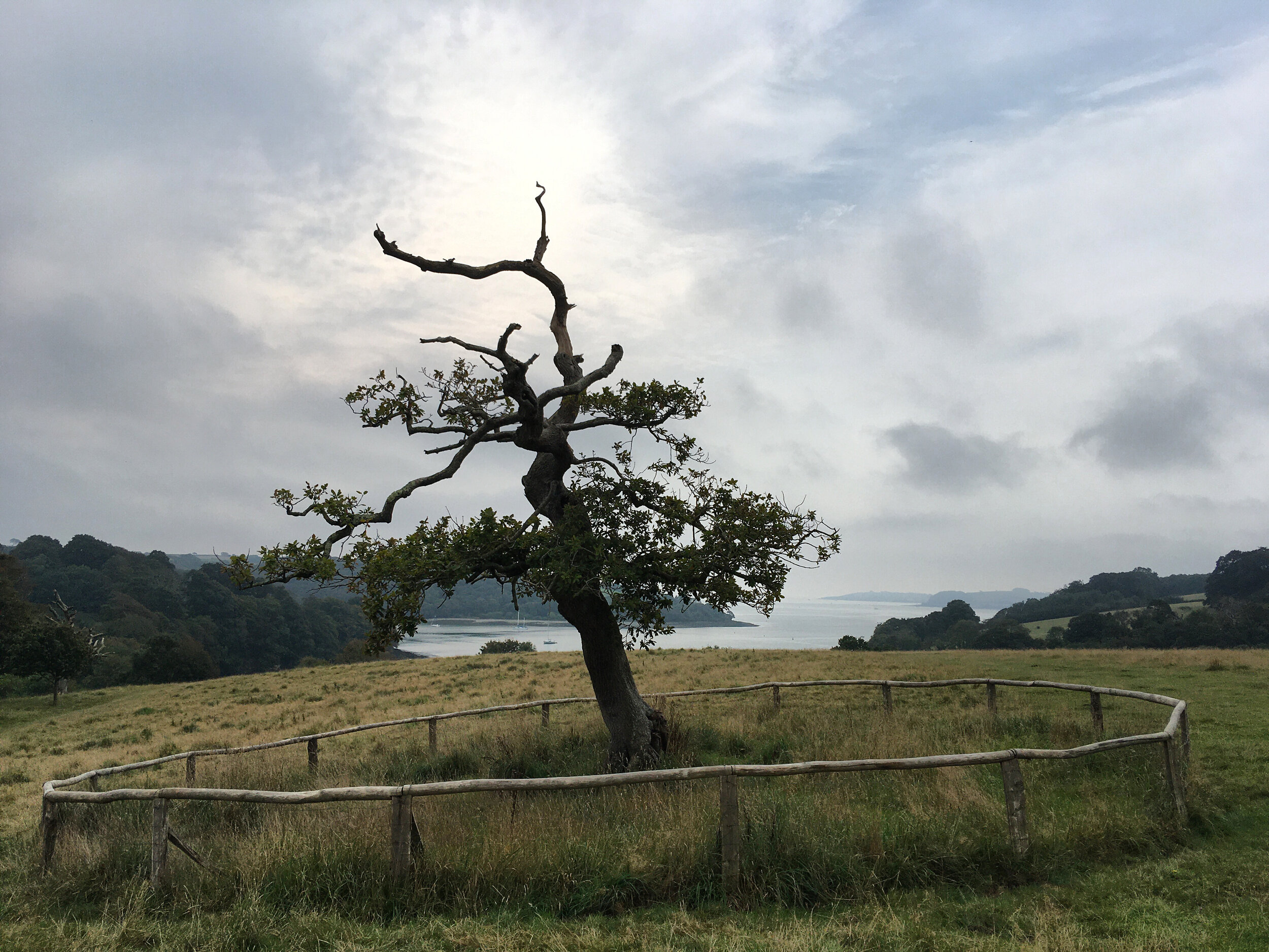Old Oak Tree at trelissick national trust in Cornwall
