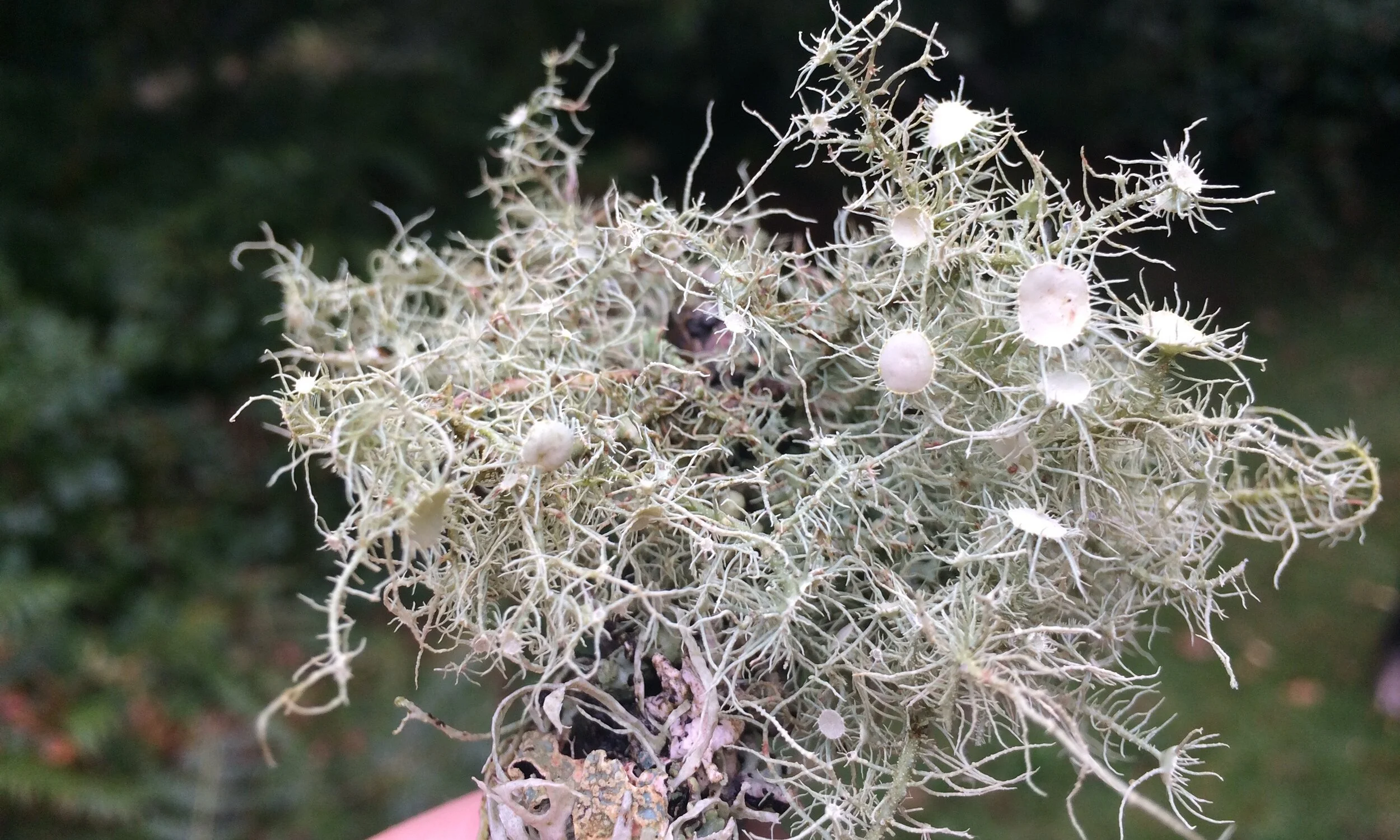 Delicate silver lichen inspiration for lichen inspired jewellery
