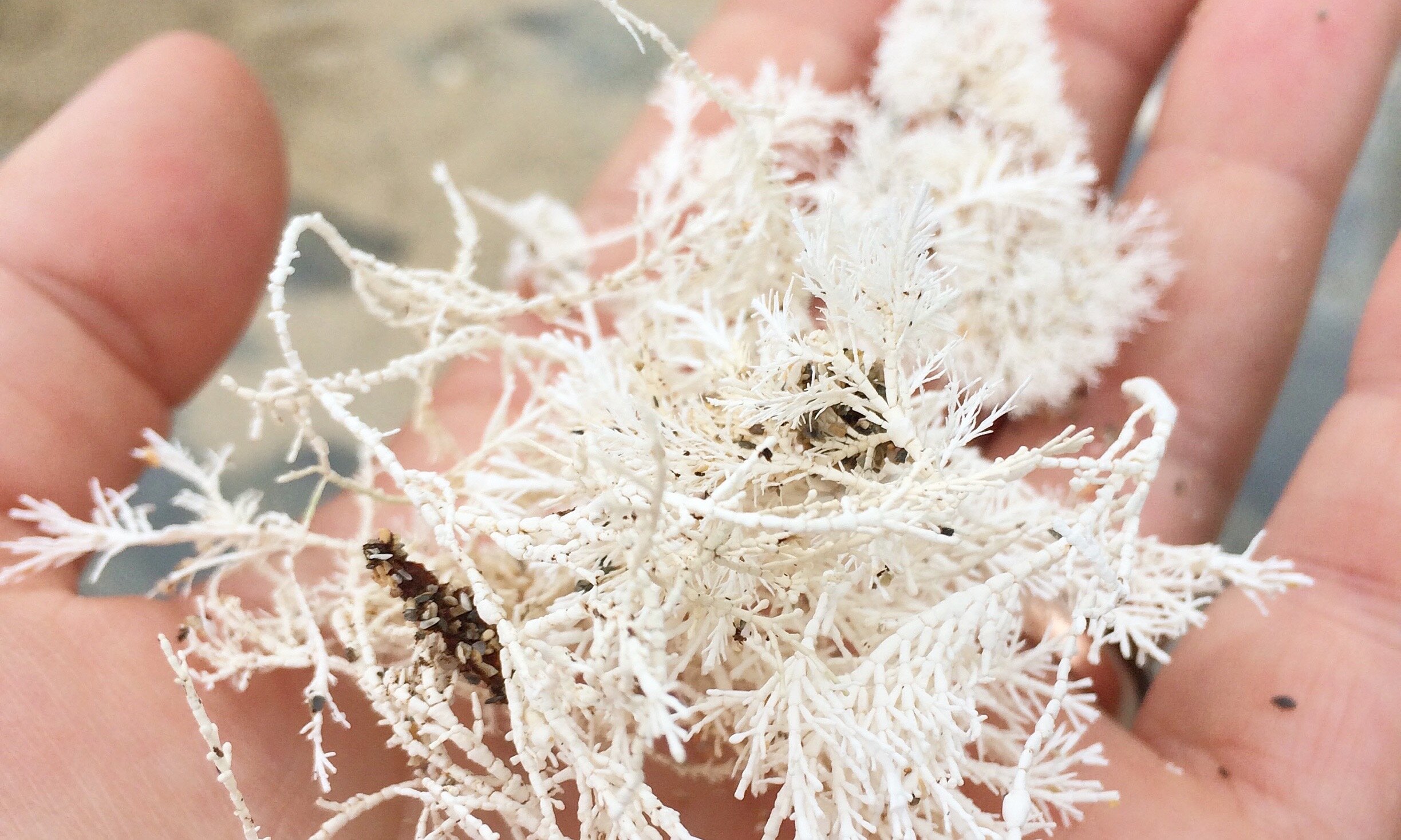 bleached cornish coral on Flushing beach is a source of inspiration for my jewellery inspired by nature