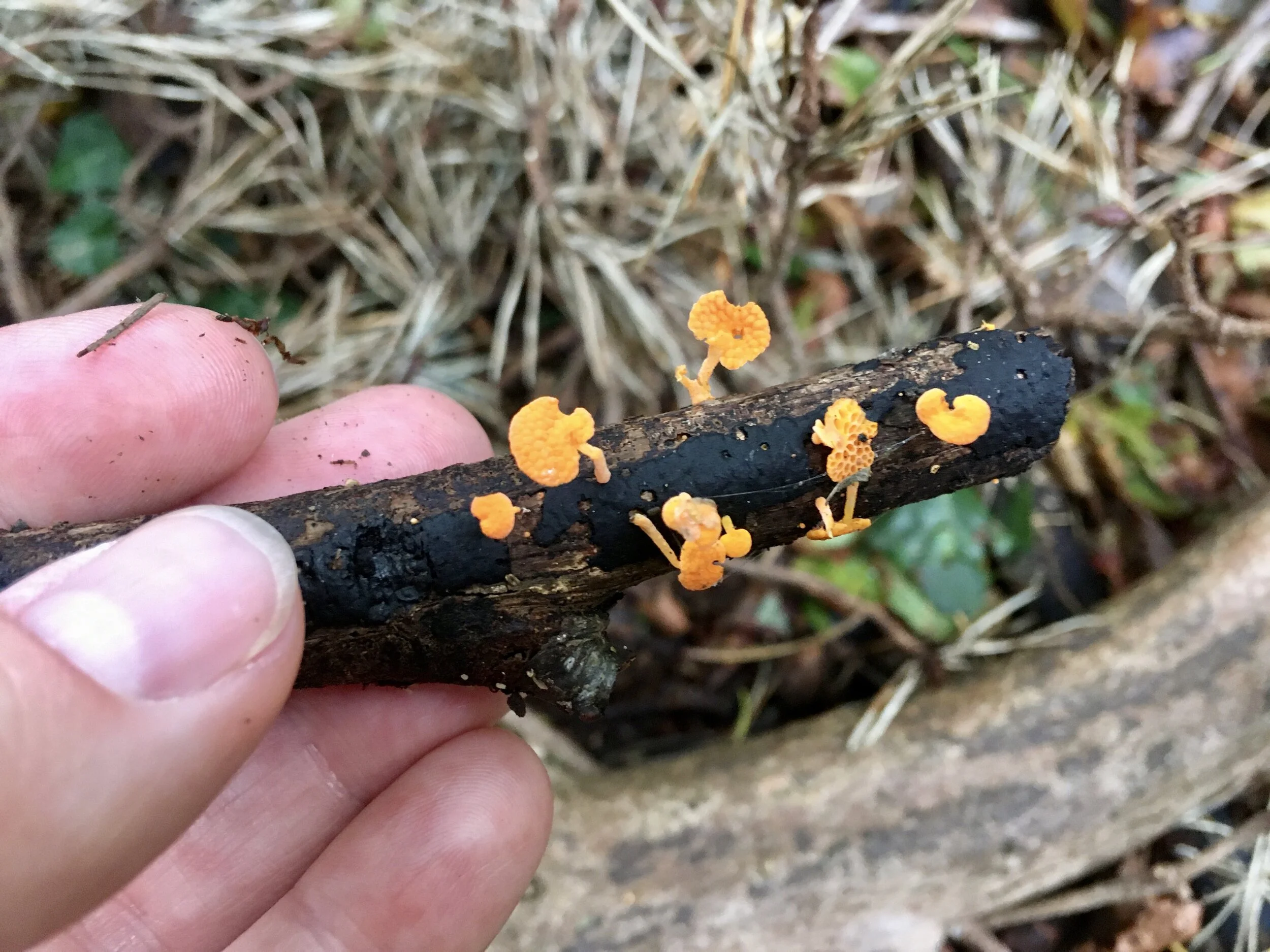 Tiny twig with bright orange fungi growing on it Inspiration for Synthesis Cluster Earrings