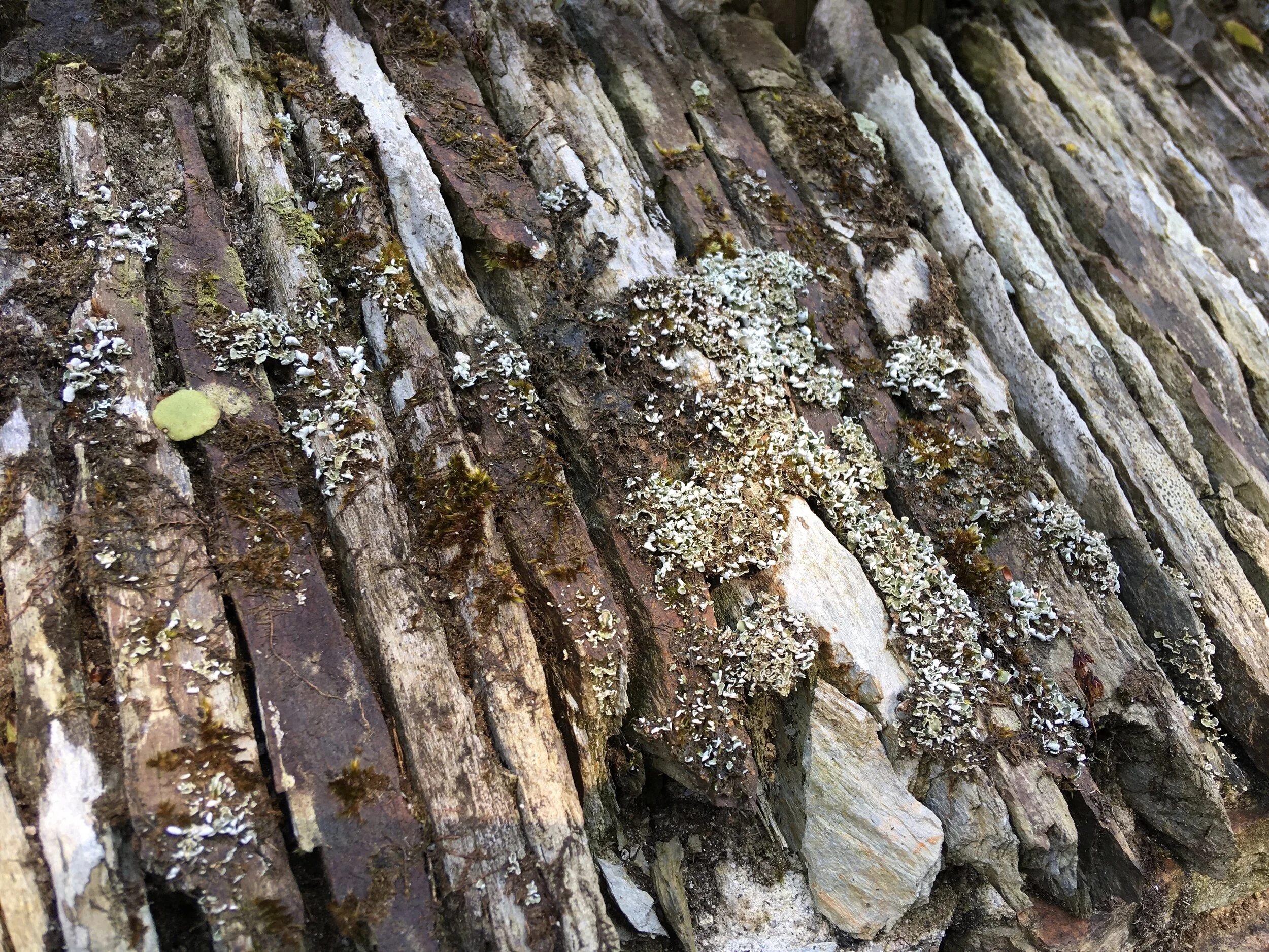 Old stone wall covered in lichen and moss inspiration for Mylor Ring