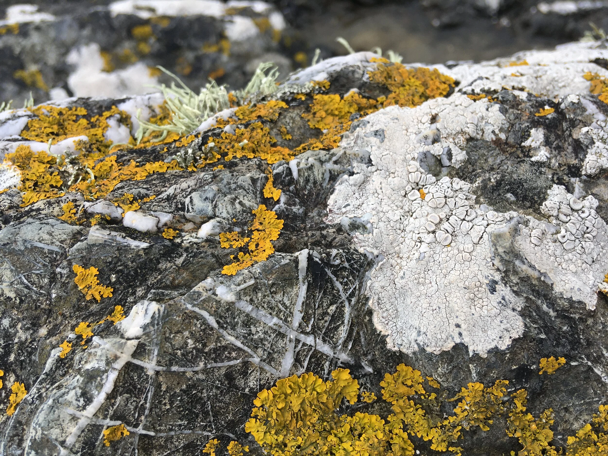 yellow and white lichens on grey rock