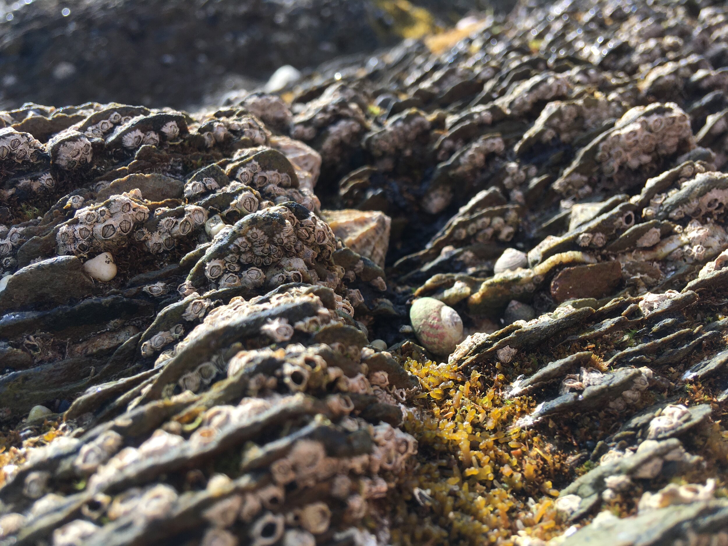Rocky beach at Mylor