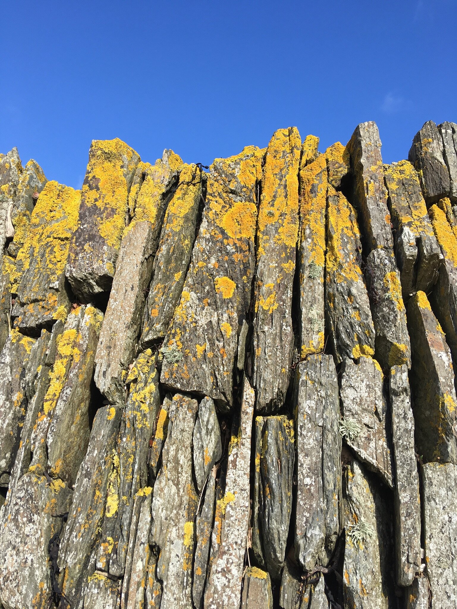 national trust trelissick beach wall with lichens (Copy)