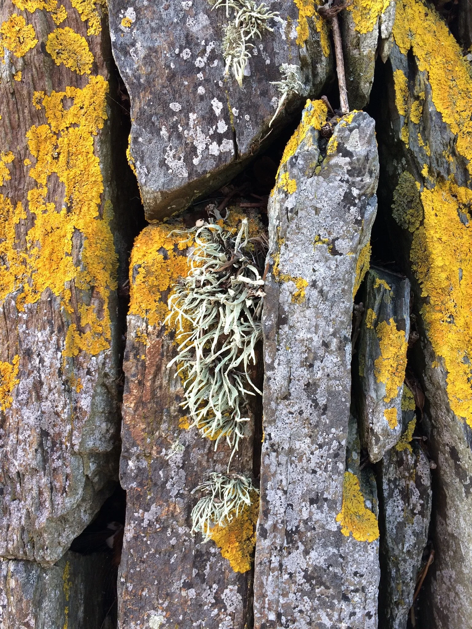 yellow lichen covered stones (Copy)