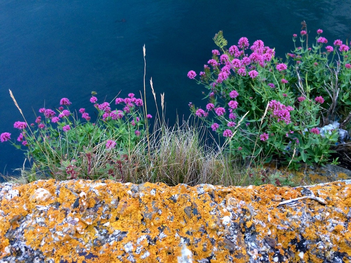 Quay wall wild flowers and lichen.JPG