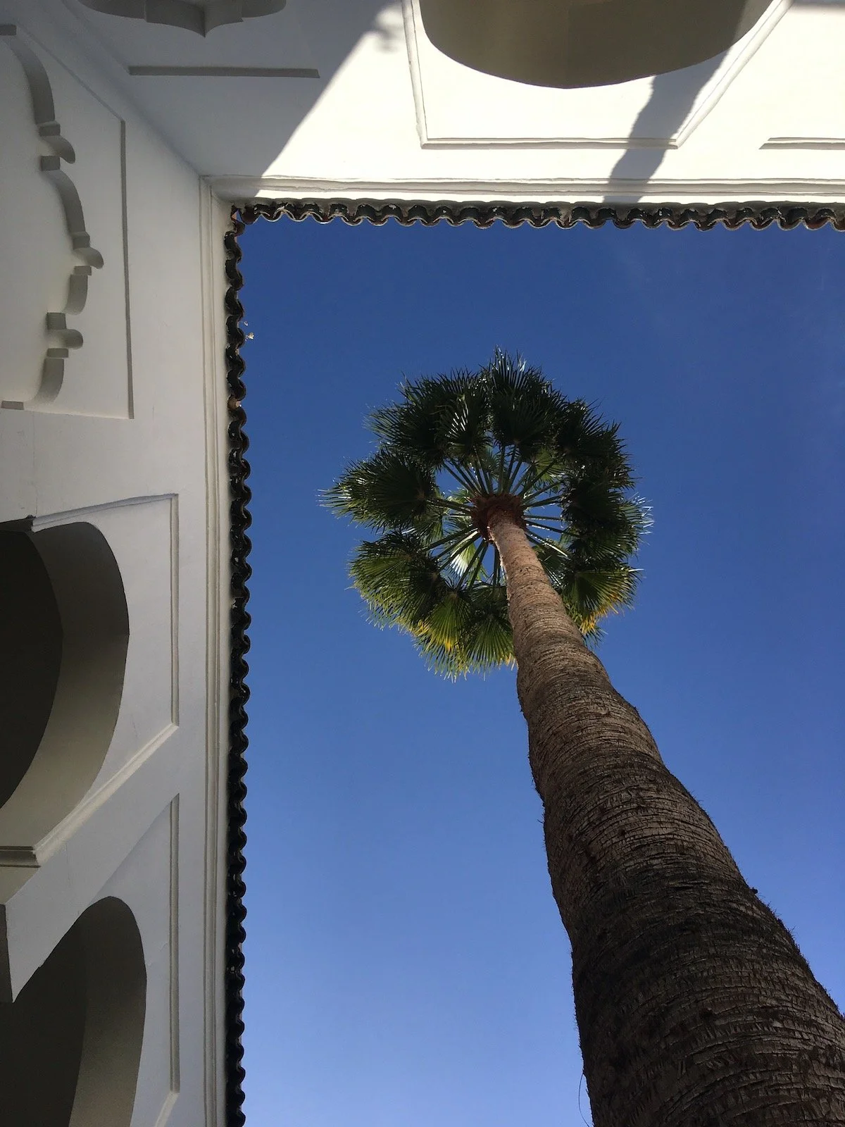 The tallest palm.JPG
