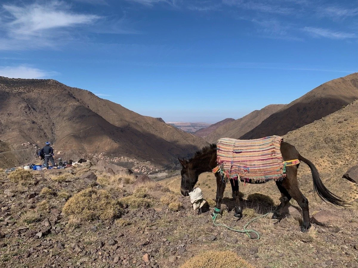 High Atlas mule.JPG