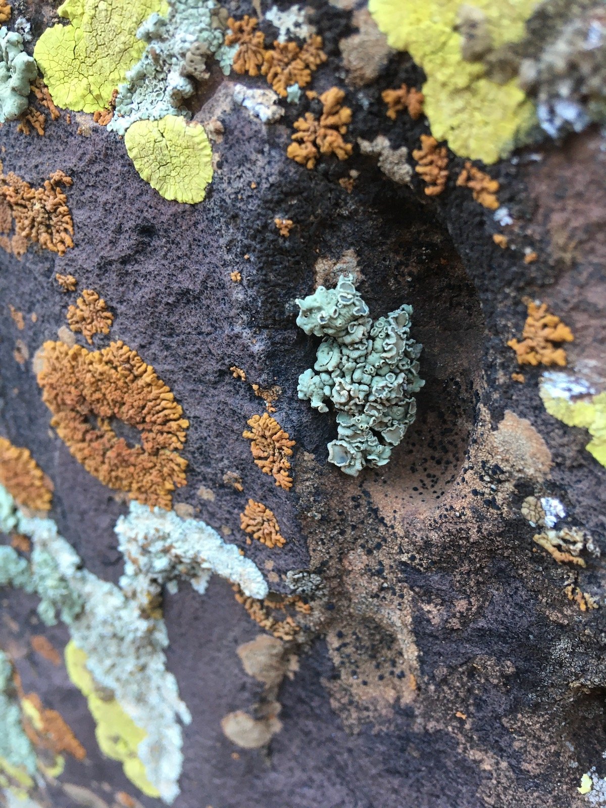 Lichen covered rocks in the Atlas.JPG