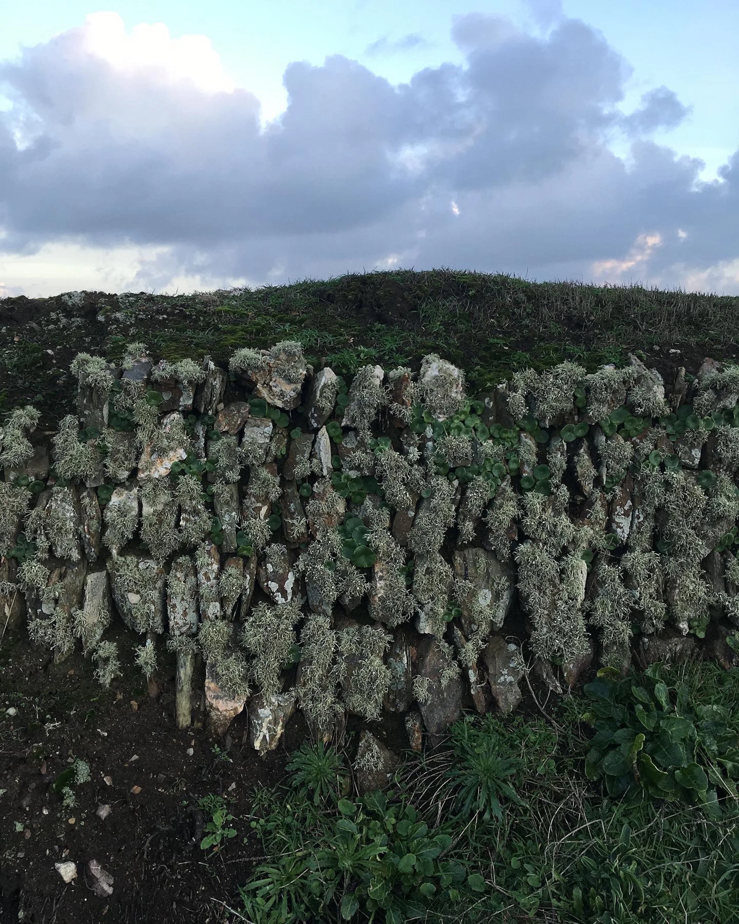 Stone wall covered in lichen.JPG
