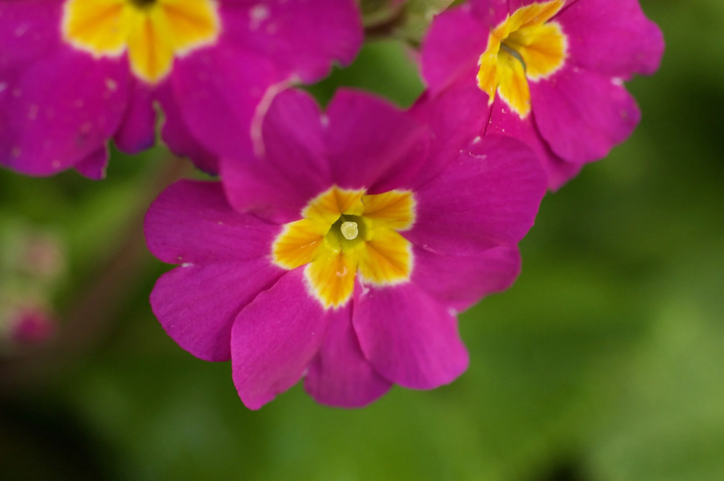 DSC_4493.jpg