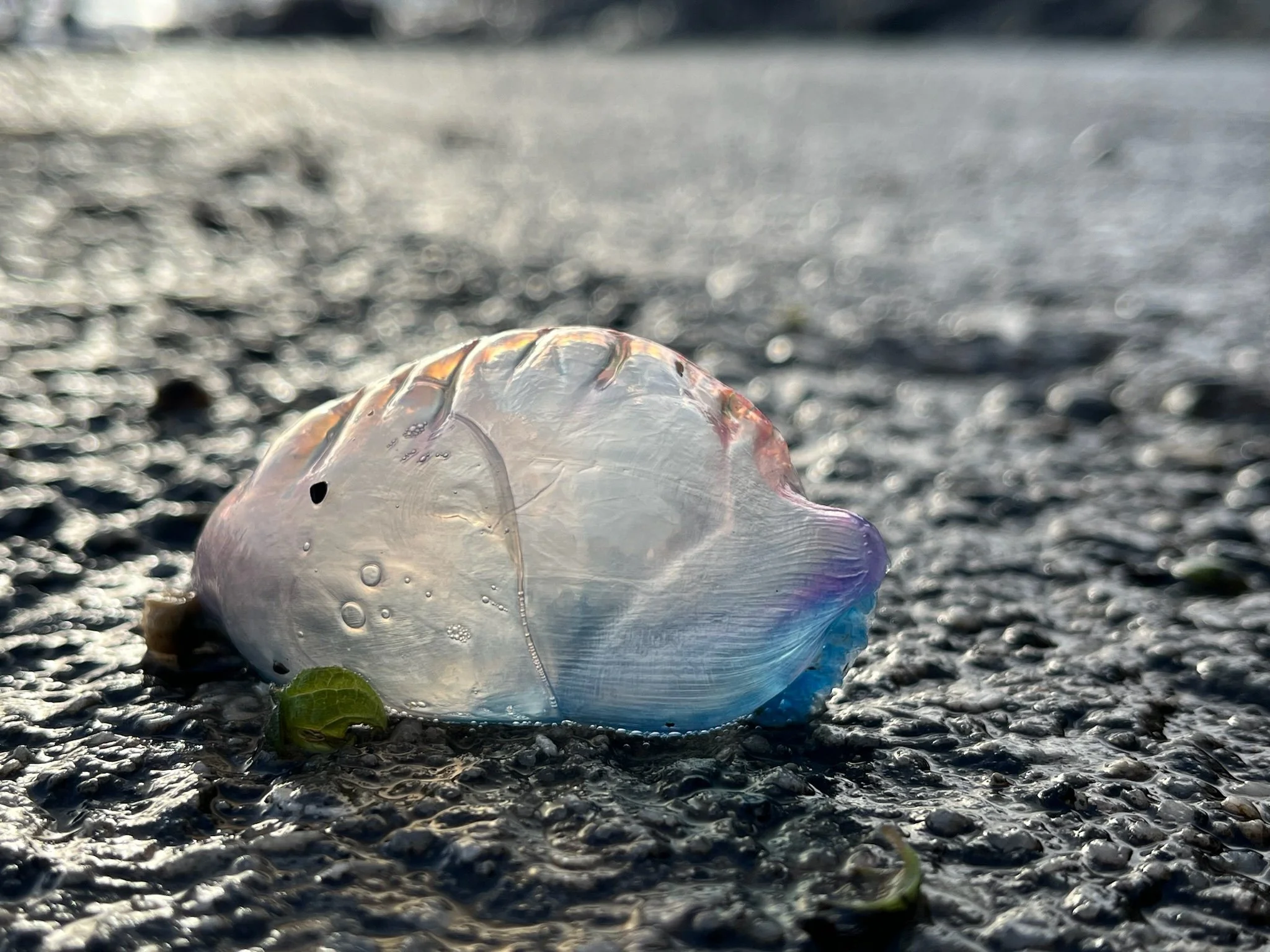 Portuguese man of war.jpeg