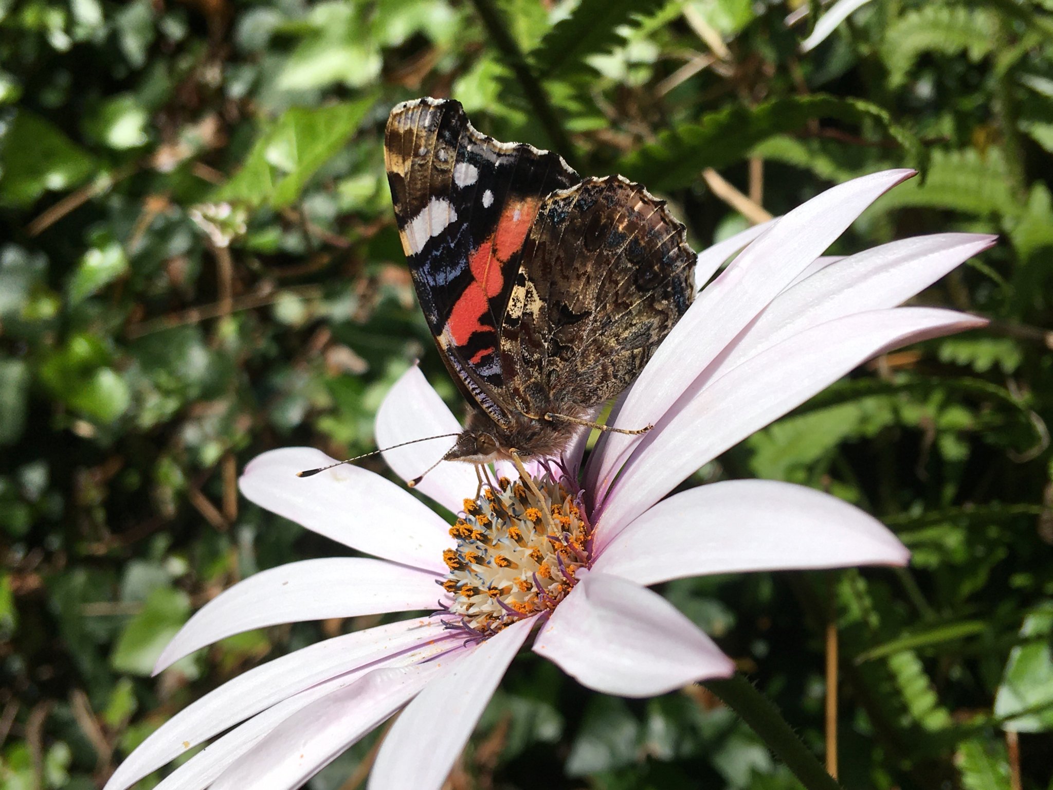 Butterfly on oesteospurmum.jpg