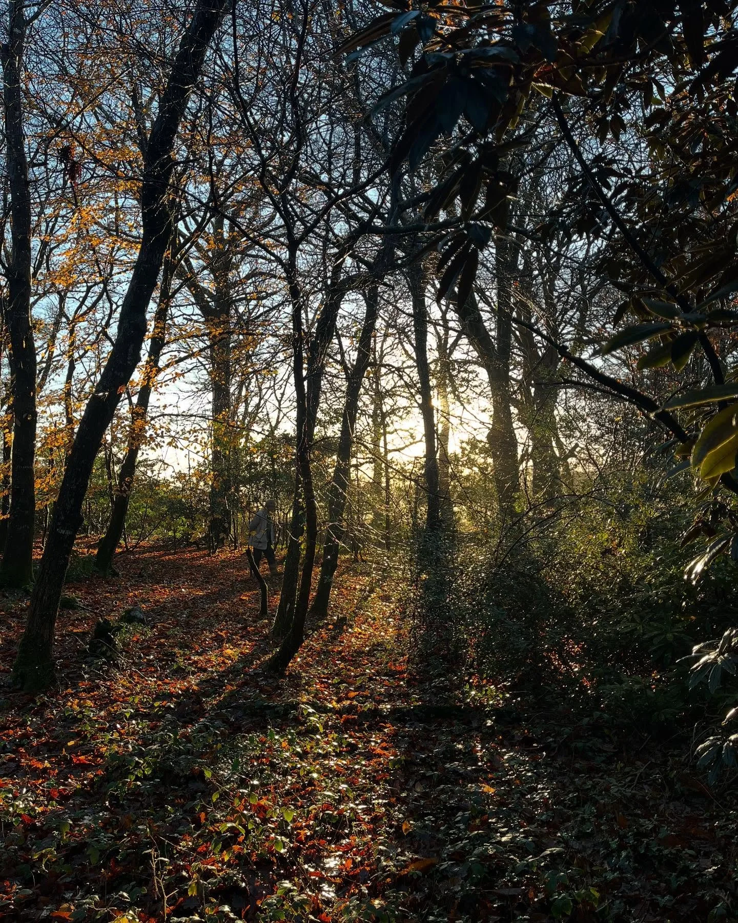 The light has been beautiful first thing. Filtering through skeleton branches of trees and lighting up the last few leaves. The forest floor is a patch work of copper tones but this lovely yellow leaf sang out its little heart. 

I love these days of