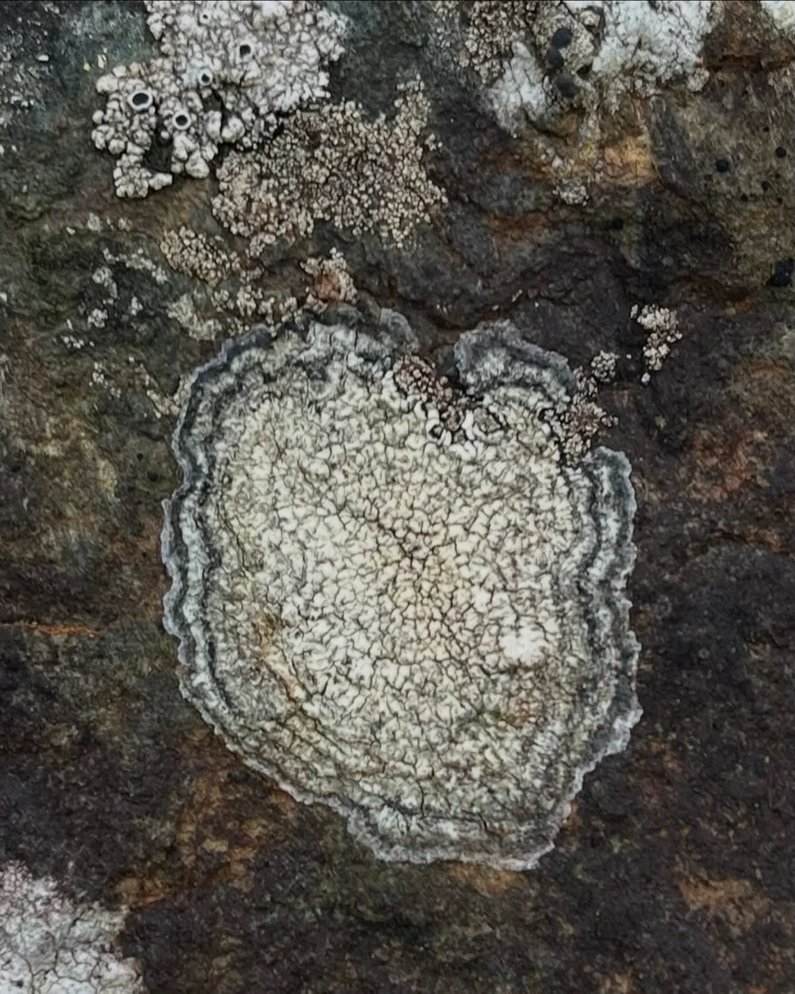 Some beautiful and some rare - lichens have long been a love of mine. I&rsquo;m really glad there is so much more interest in them now and so much more knowledge widely available. 

The last one is a photo of golden hair lichen, only found in a few s