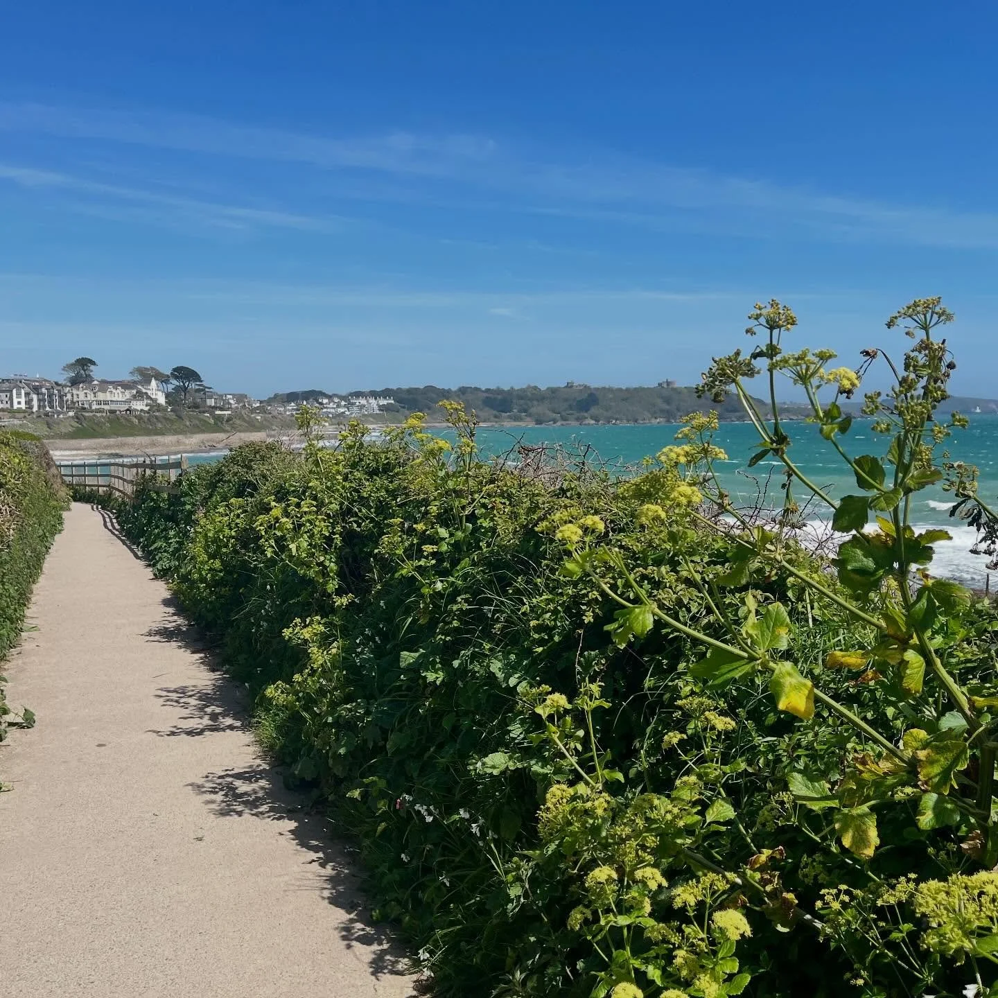 How gorgeous to enjoy this short and beautiful walk on my way to meet friends for coffee yesterday. 
The wind was wild, 
the Alexanders were scorched, 
the waves were fierce, 
The seaweed was piled on the sand
The sky was clear and blue.