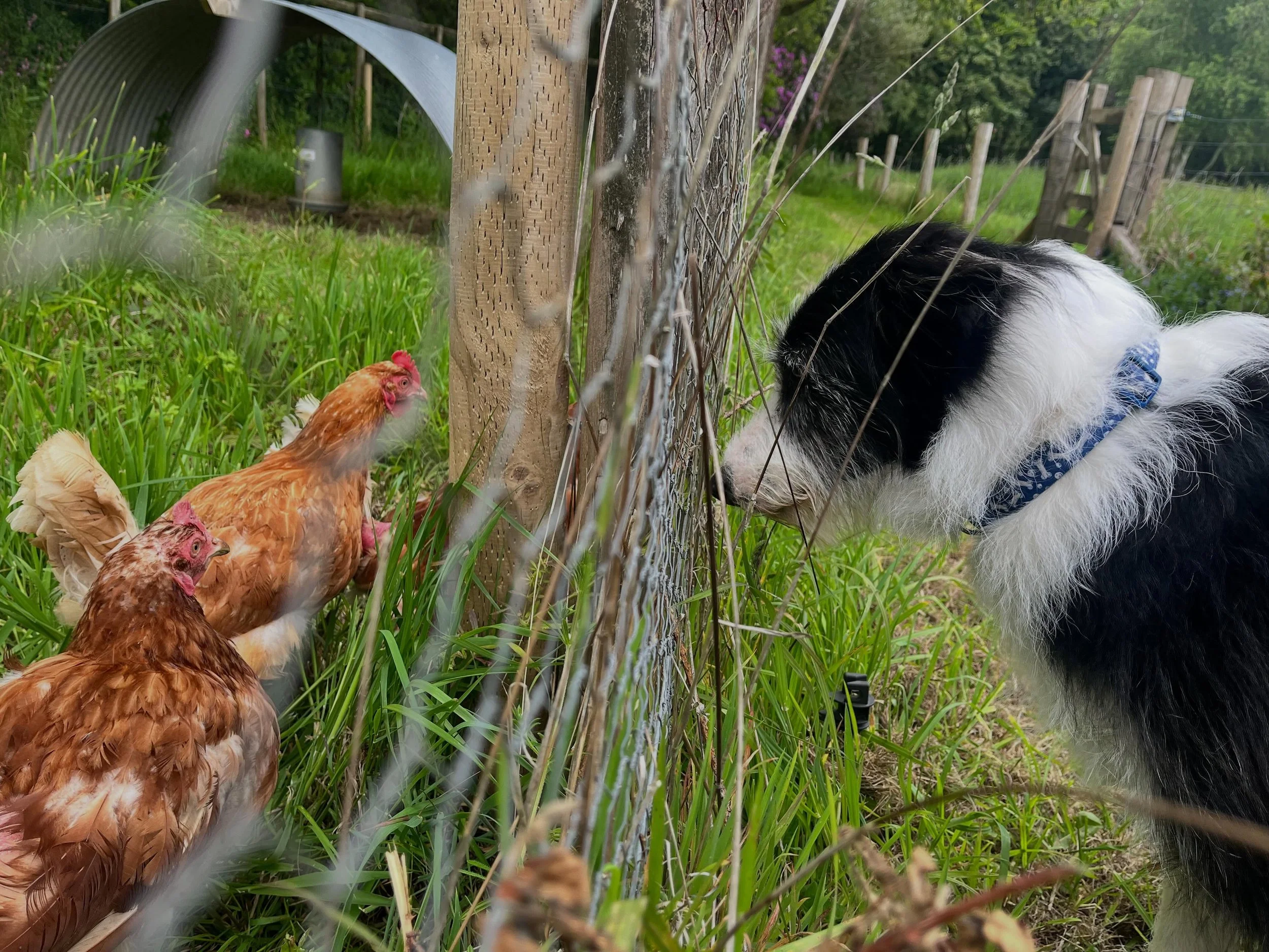 When Billy met the chickens! 

He is fascinated by the girls and they by him it would seem. Nose to beek. 

The rescue chickens are settling in well. They love their new home and they&rsquo;ve laid eggs already. The grass under their feet and the sun
