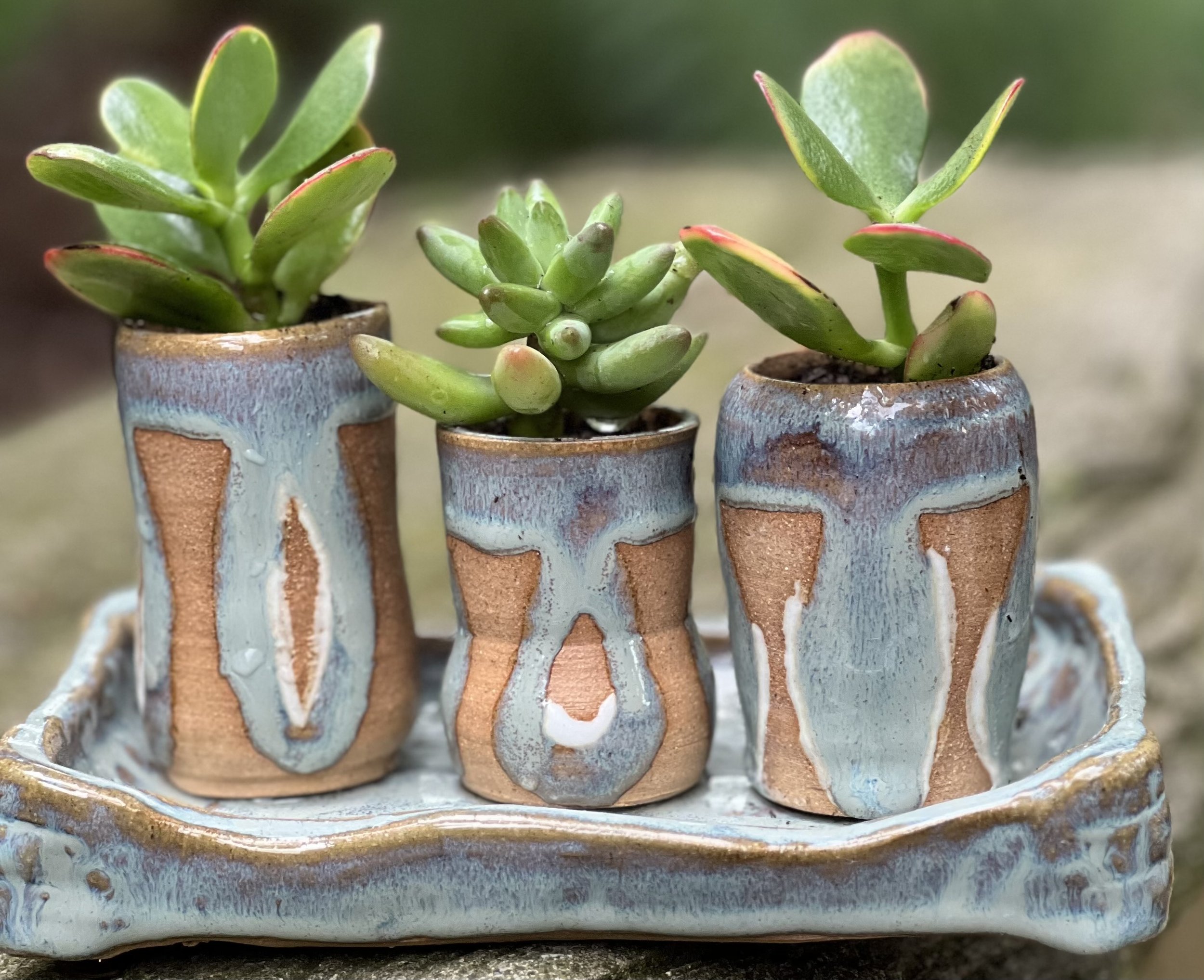 Close-up of three small potted succulent plants with green, fleshy leaves, some with red edges, in textured ceramic pots.