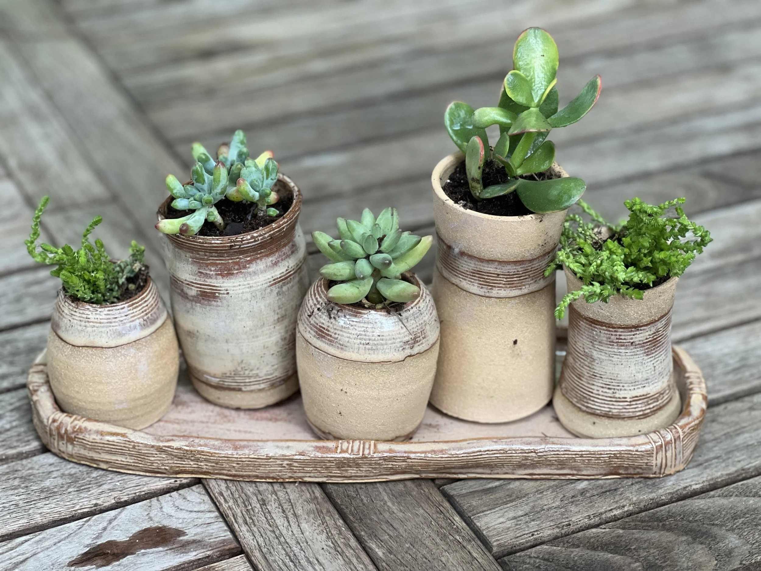 Six small potted succulent plants in beige ceramic pots arranged on a round tray, set on a weathered wooden surface.