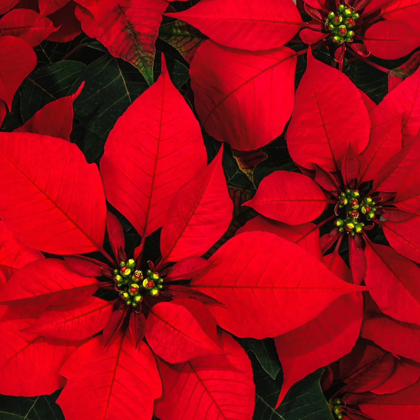 Poinsettia.jpg