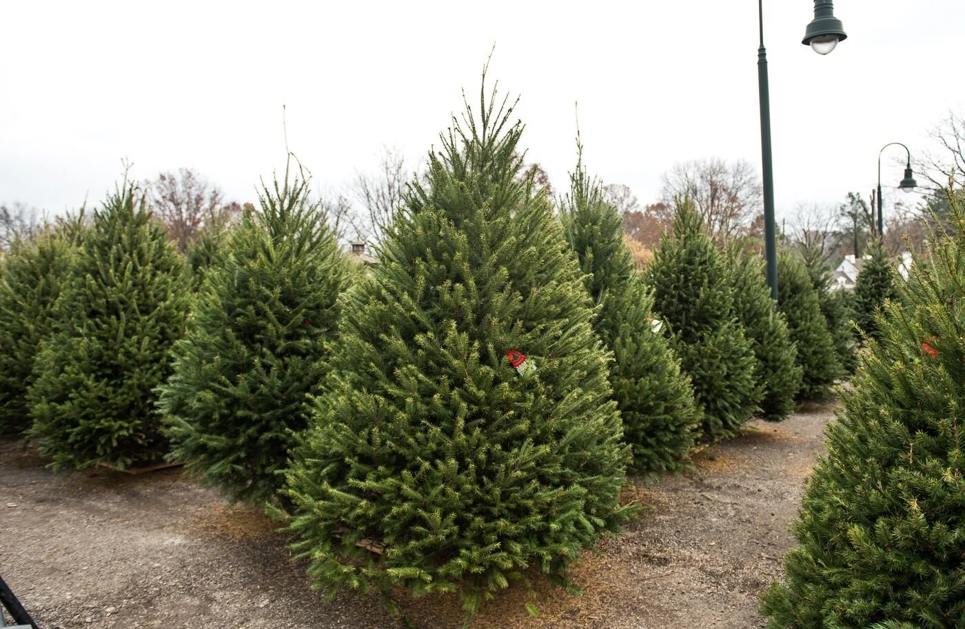 fraser fir tree.jpg