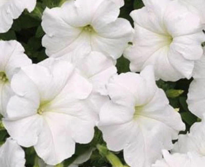 BDC28315-9D59-4BBC-926F-0D2422AE959F