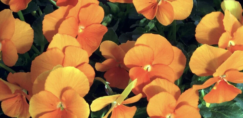 BB9E6797-6666-4E4F-A190-FA7F12E3A84F