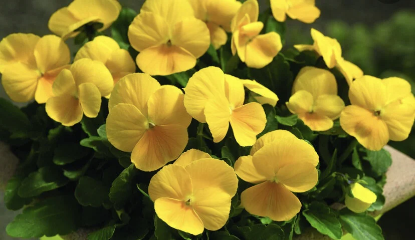 6565D0D4-D53F-45A9-90C8-BC5F05C5BFB7