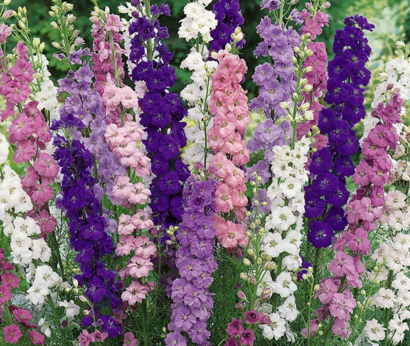 33A2B4AF-6C50-4076-9D11-85E5DFEE9577