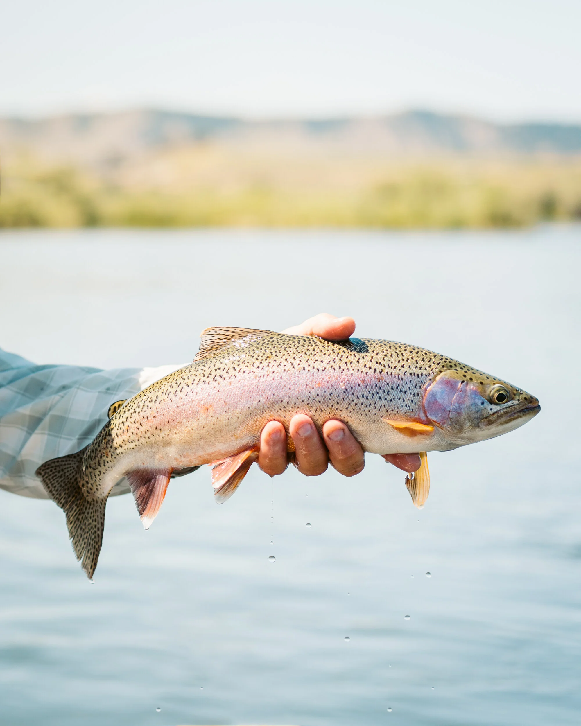 jamie_fish-10.jpg