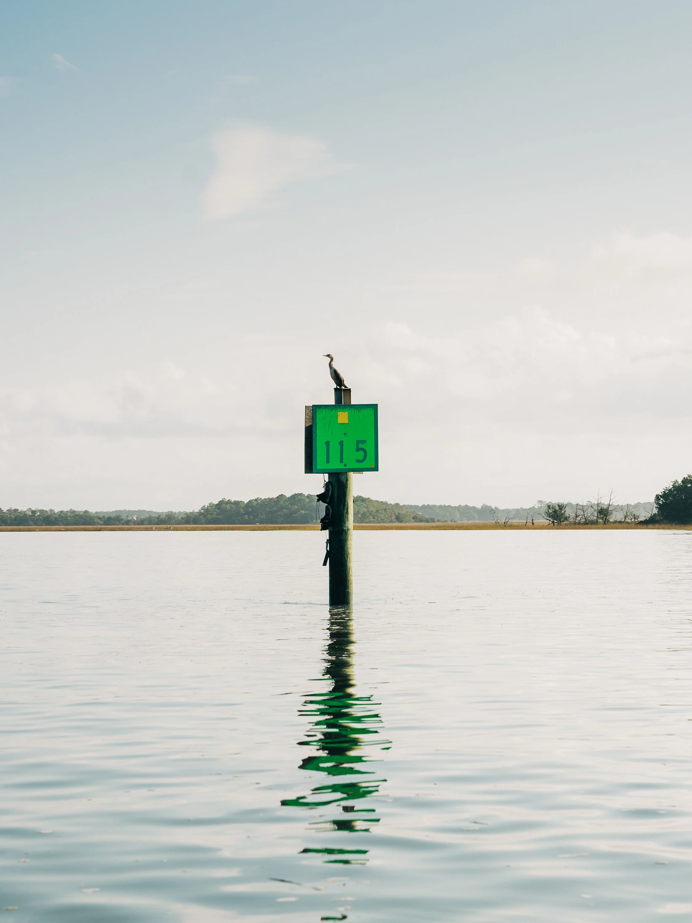 Cormorant's Perch