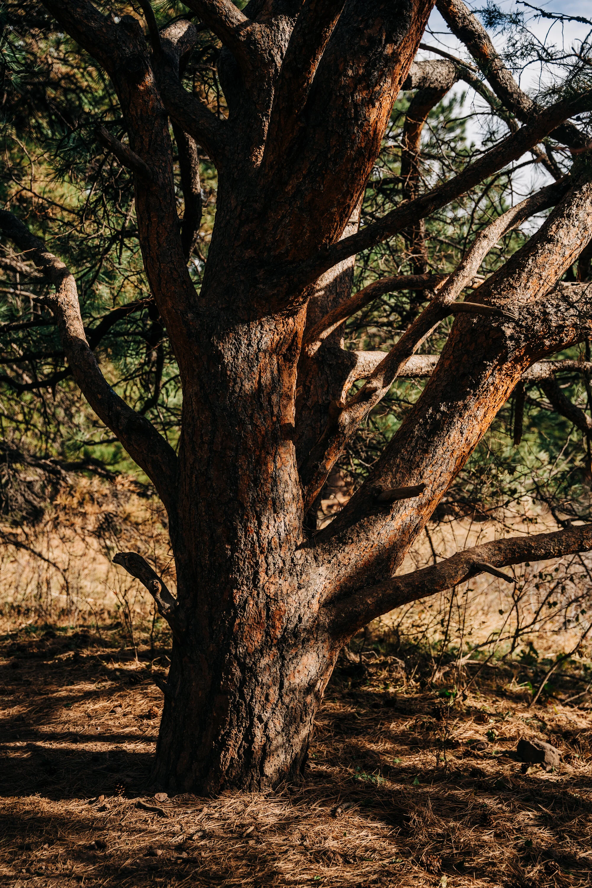 _A731242.jpg