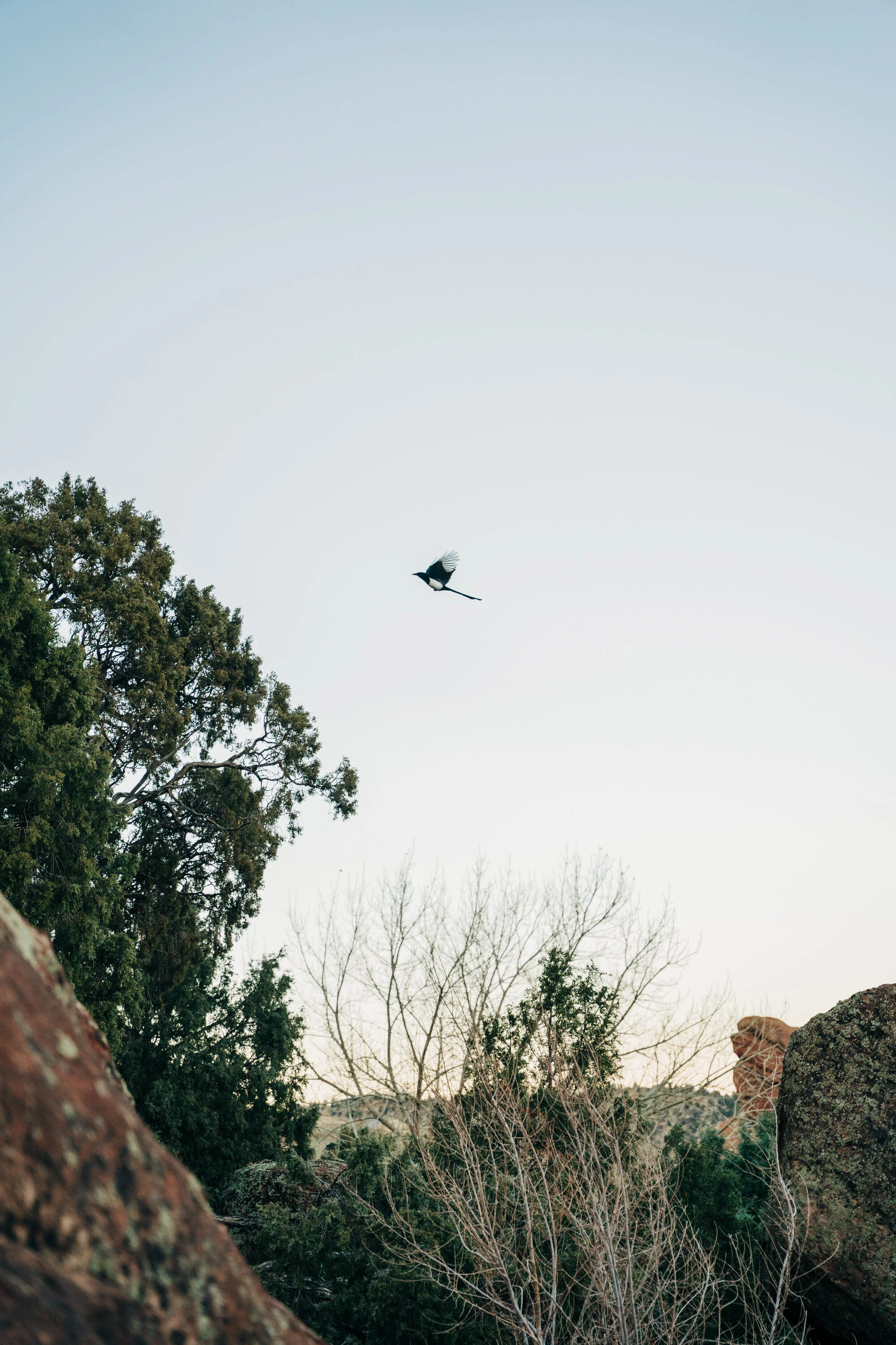 _A731473.jpg