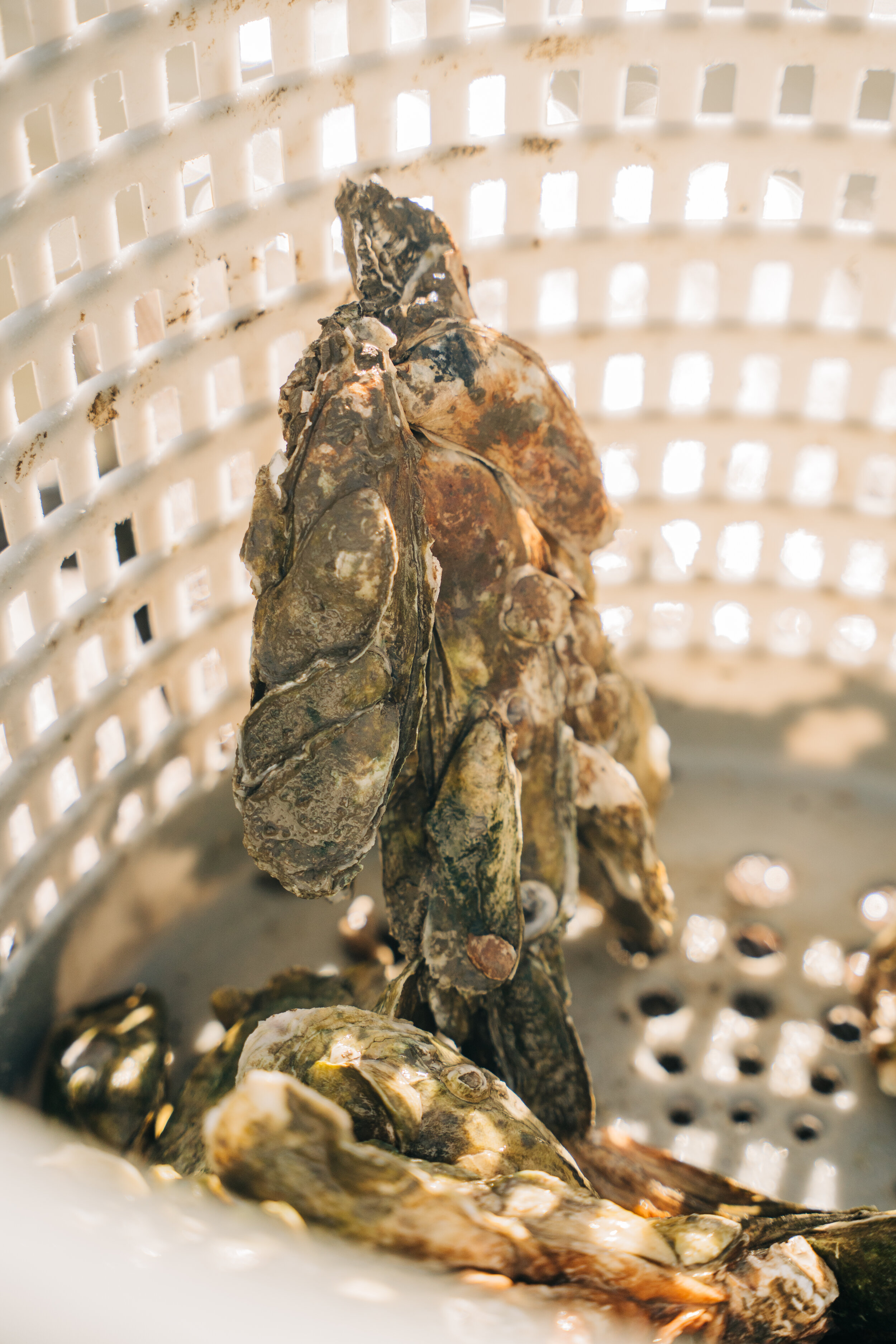BIO-Builder-030921-226.jpg