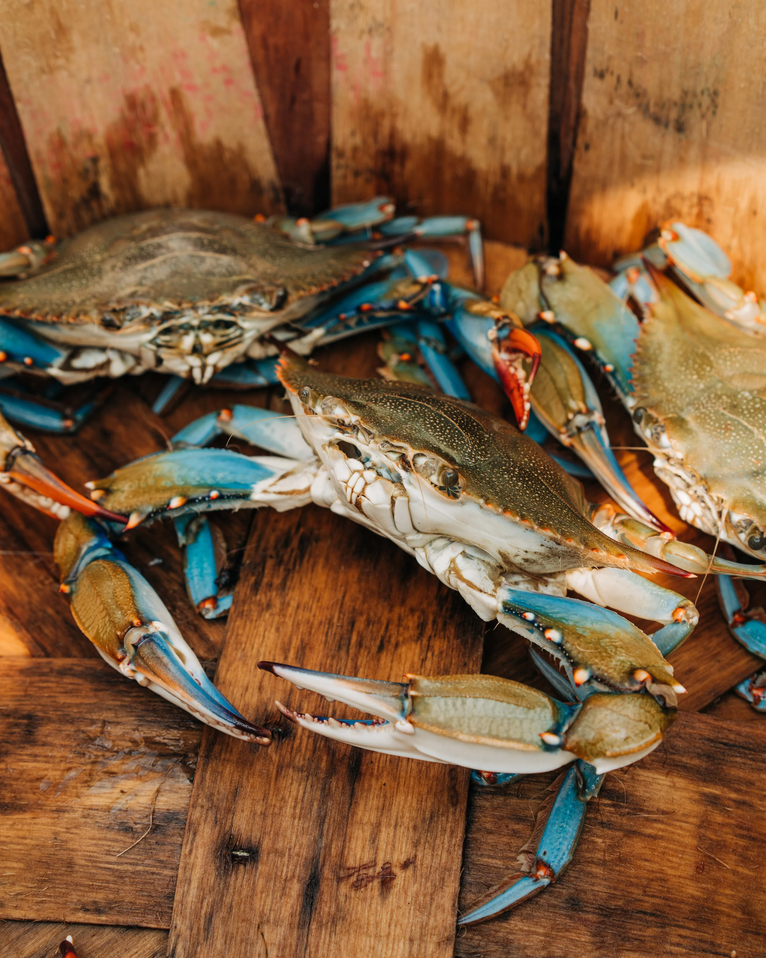 tiacrab6.jpg