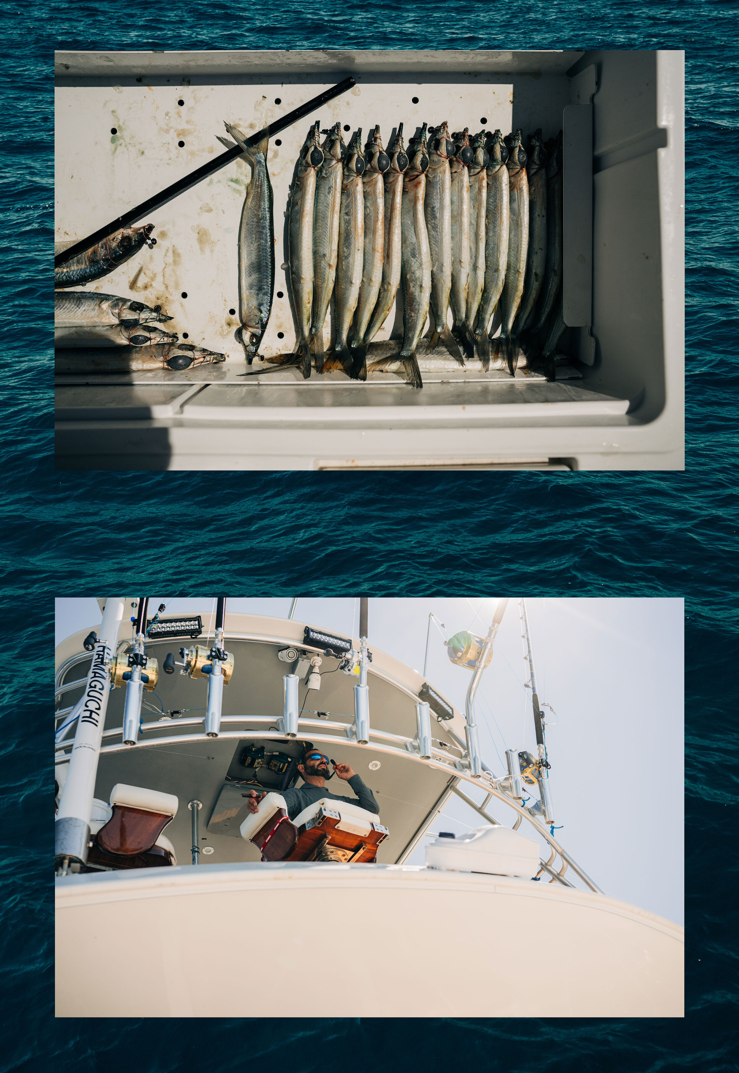 UAfishspread5.jpg