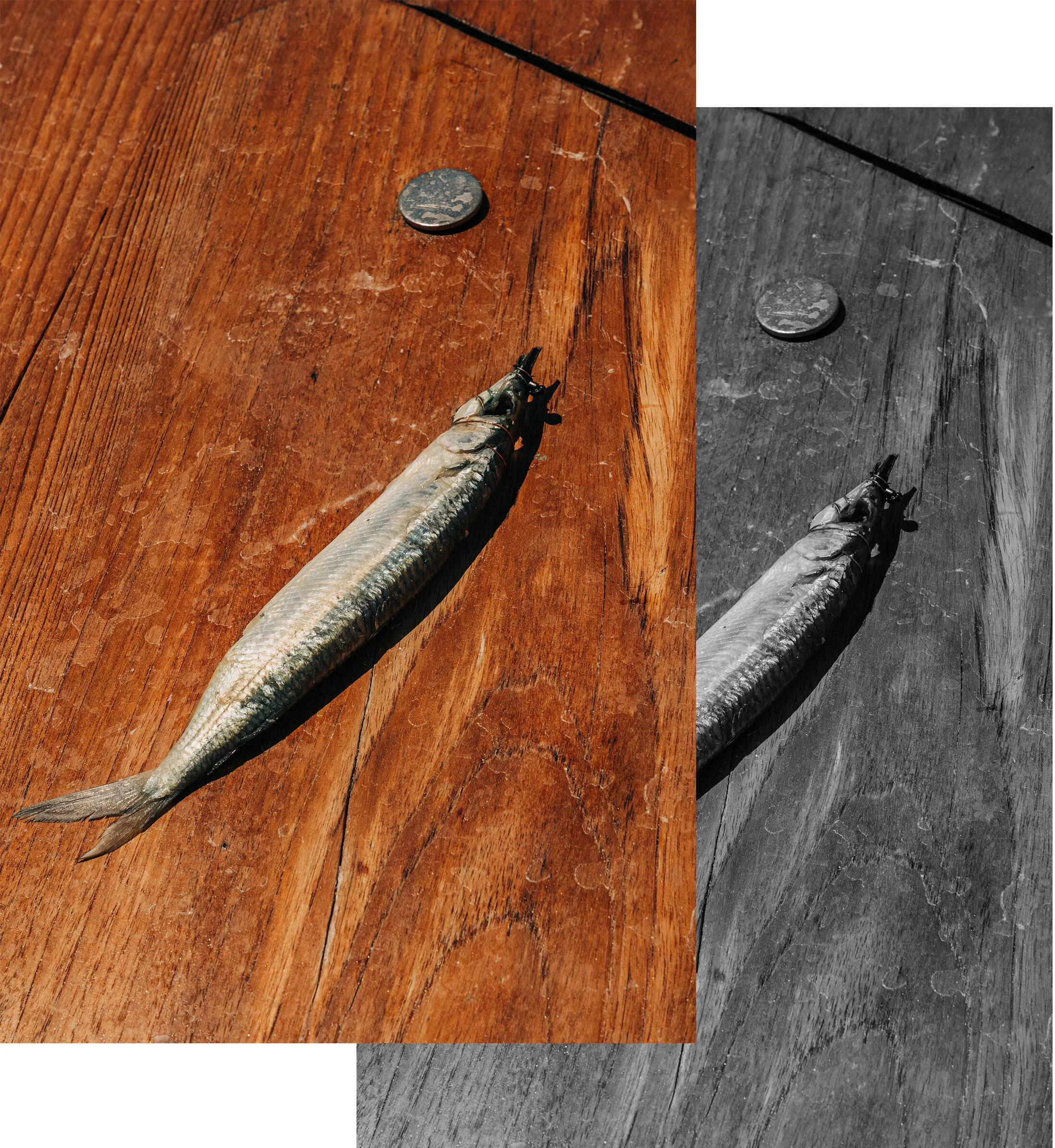 UAfishspread8.jpg